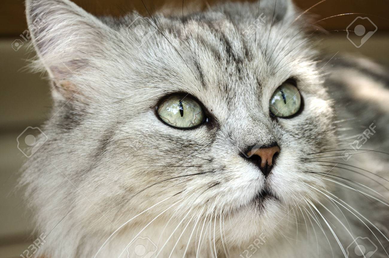 Portrait D Un Chat Raye Gris Clair Avec Des Yeux Verts Expressifs Banque D Images Et Photos Libres De Droits Image
