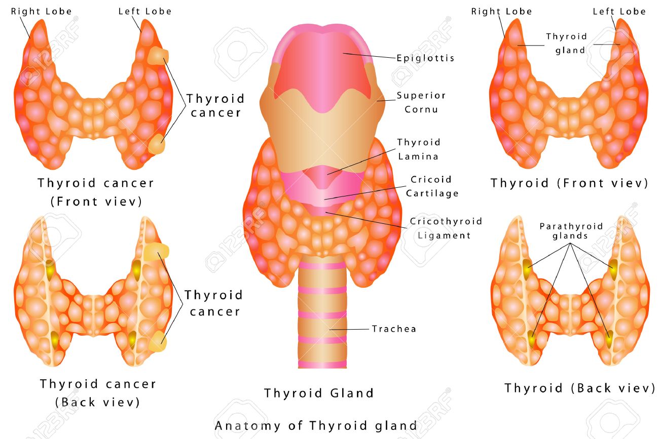 thyroid anatomy