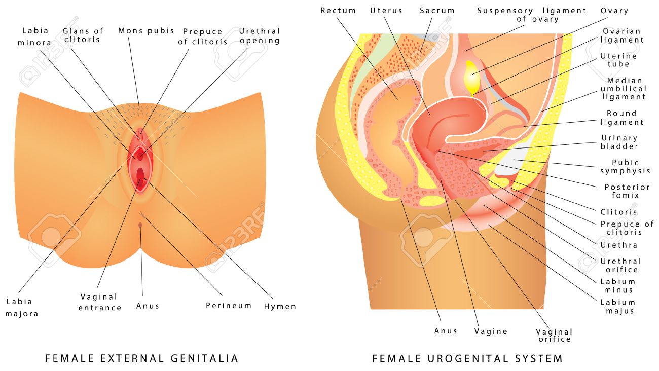 anatomia aparato reproductor femenino