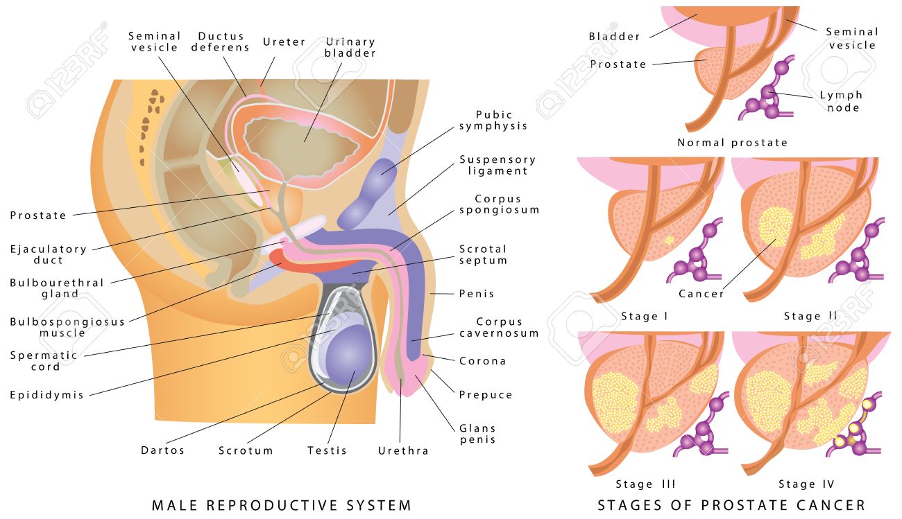 anatomia prostata imagenes anatomia prostata imagenes