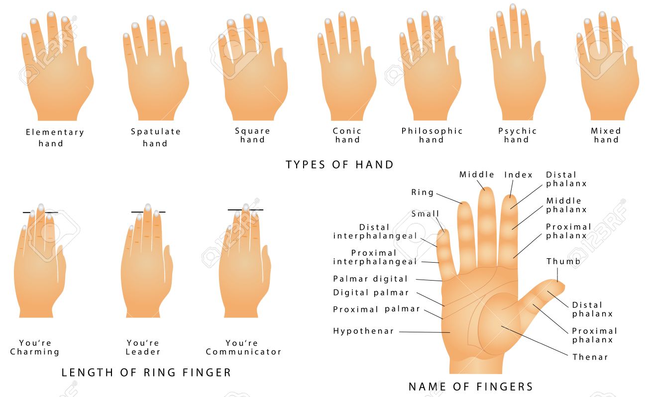 Names Of The Fingers Types Of Hands Types Of Hands In Palmistry Royalty Free Cliparts Vectors And Stock Illustration Image 68976948