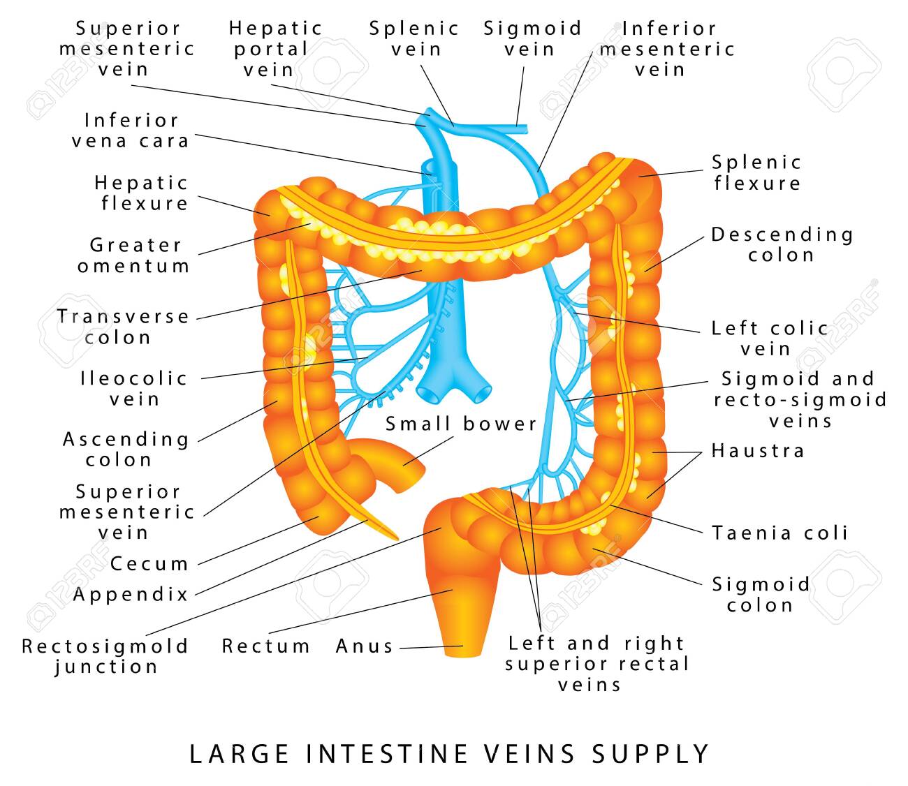 복부 정맥. 결장에 혈액 공급. 인간의 복부 정맥 시스템의 해부학. 결장 해부학. 대장의 정맥 공급. 대장 정맥 공급. 로열티 무료  사진, 그림, 이미지 그리고 스톡포토그래피. Image 149448033