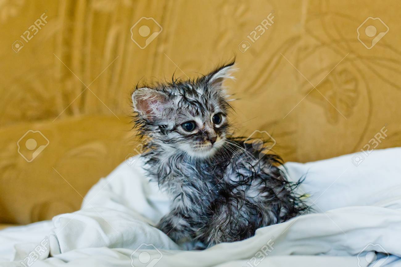 kitten wet