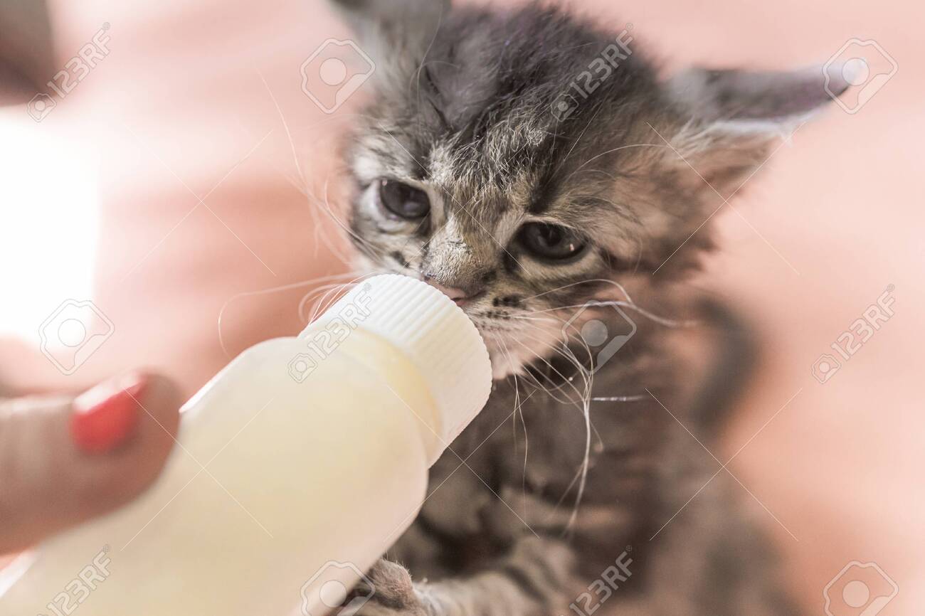 syringe feed kitten