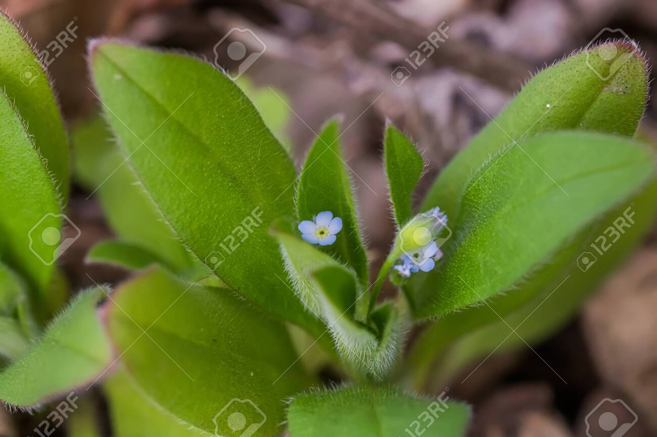 Myosotis sparsiflora, forget-me-nots or Scorpion grasses small blue flowers with 5 petals and yellow serts in background of green fluffy leaves. - 141379183 Myosotis sparsiflora, forget-me-nots or Scorpion grasses small blue flowers with 5 petals and yellow serts in background of green fluffy leaves. - 141379183
