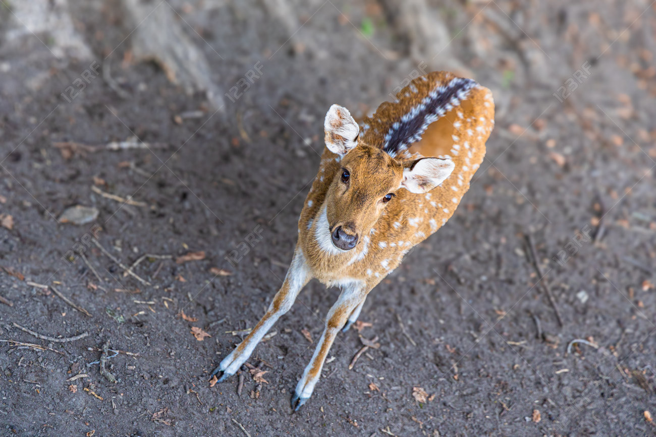 etiam-dictum-ipsum-a-felis