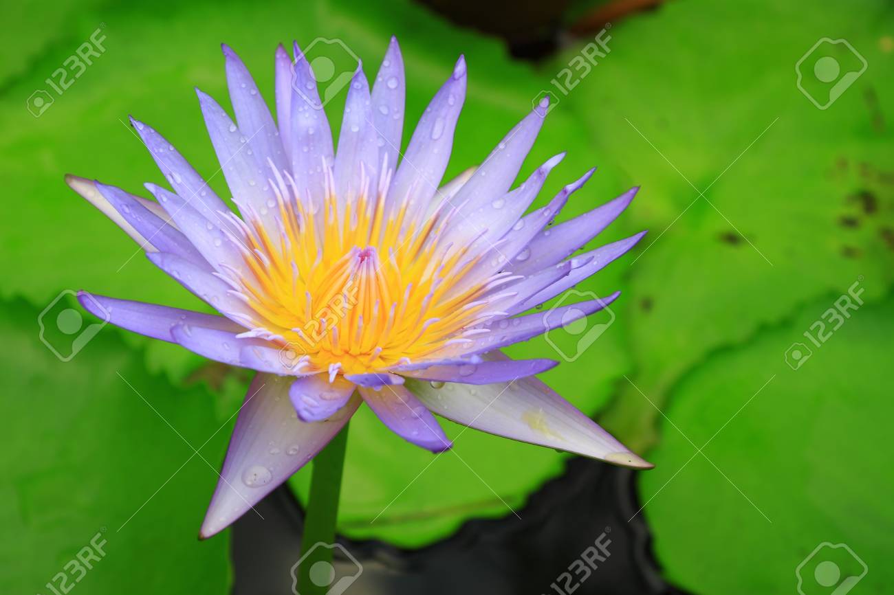 青蓮の花 の写真素材 画像素材 Image