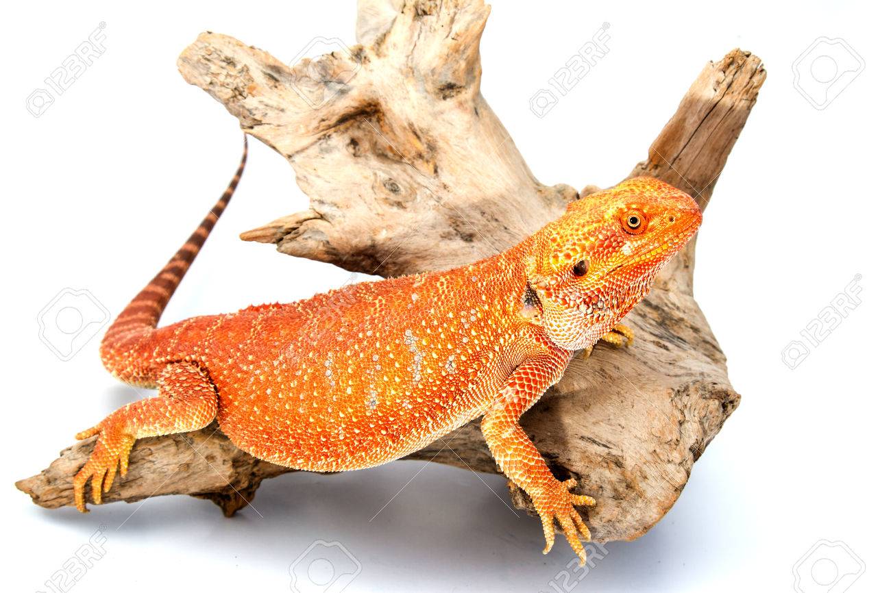 Bebe Dragon Barbudo Fotos Retratos Imagenes Y Fotografia De Archivo Libres De Derecho Image