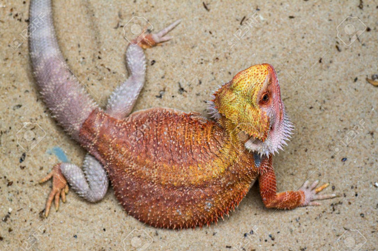 Bebe Dragon Barbudo Desprenderse Fotos Retratos Imagenes Y Fotografia De Archivo Libres De Derecho Image