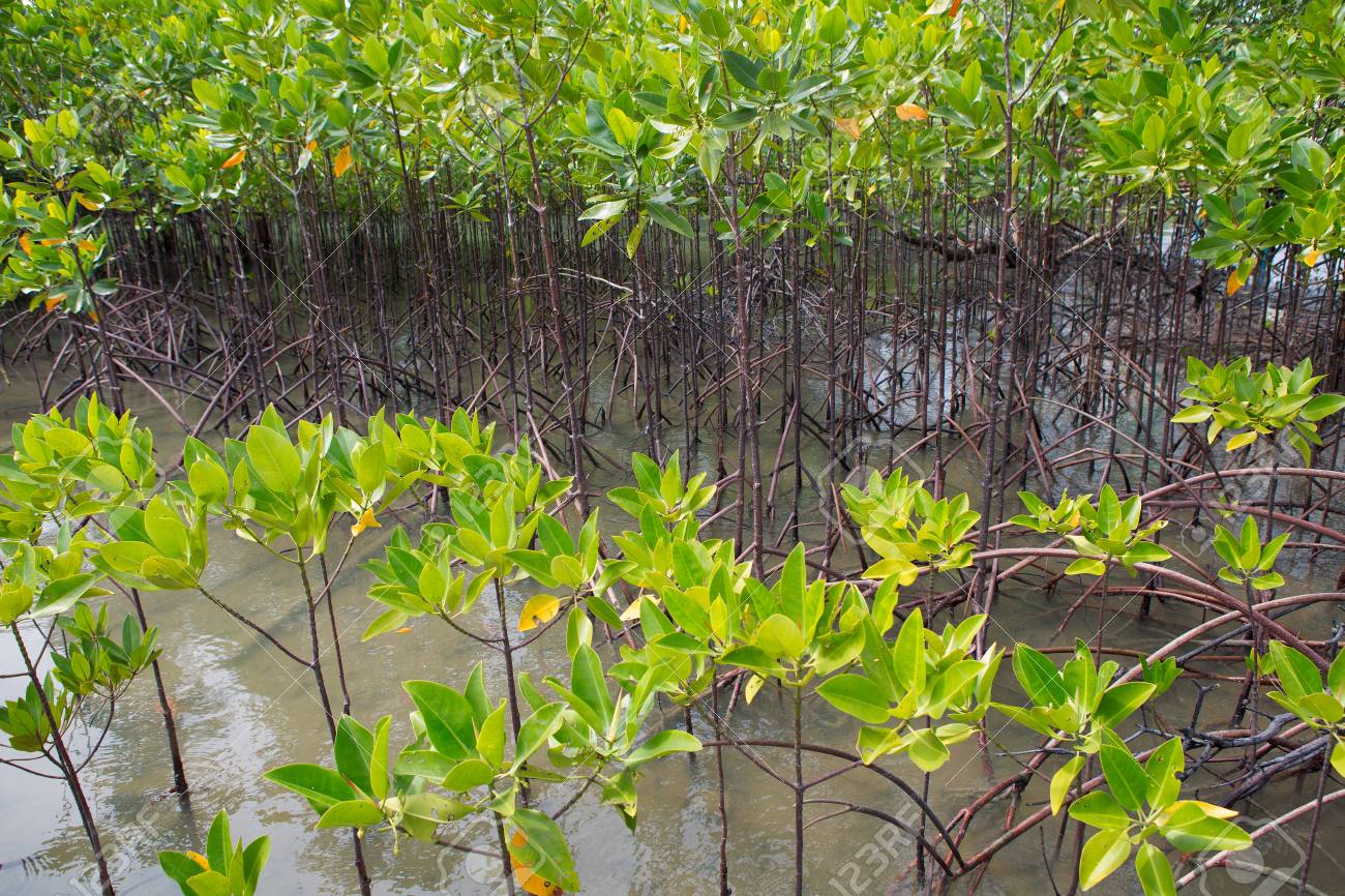 mangrove forest in tropical coastal mangroves are salt tolerant salt tolerant trees