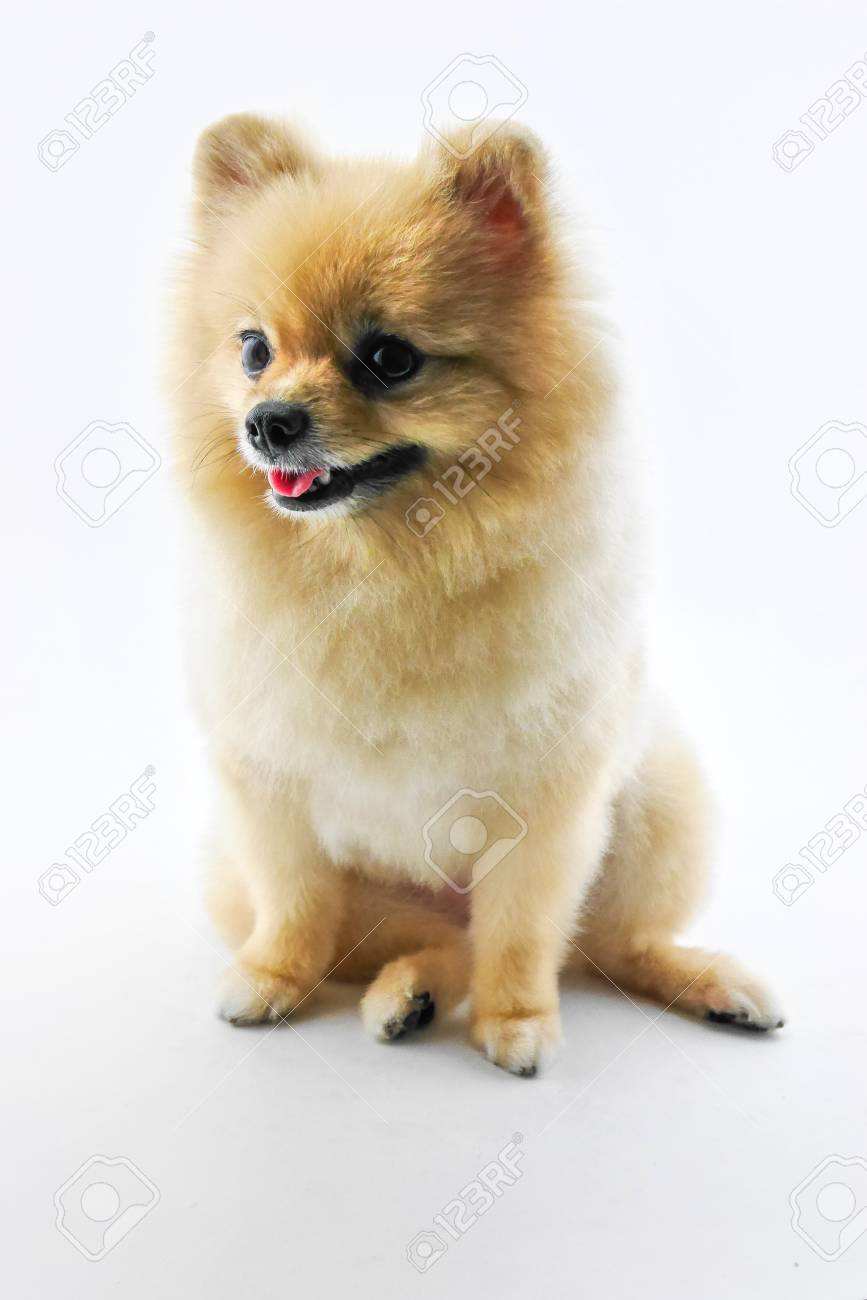 白い背景に笑顔かわいいポメラニアン犬 の写真素材 画像素材 Image