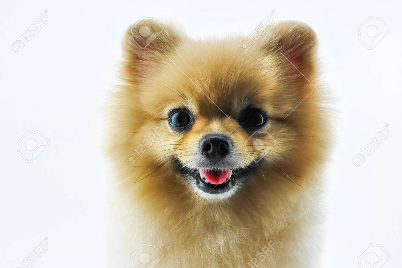 白い背景に笑顔かわいいポメラニアン犬 の写真素材 画像素材 Image 81
