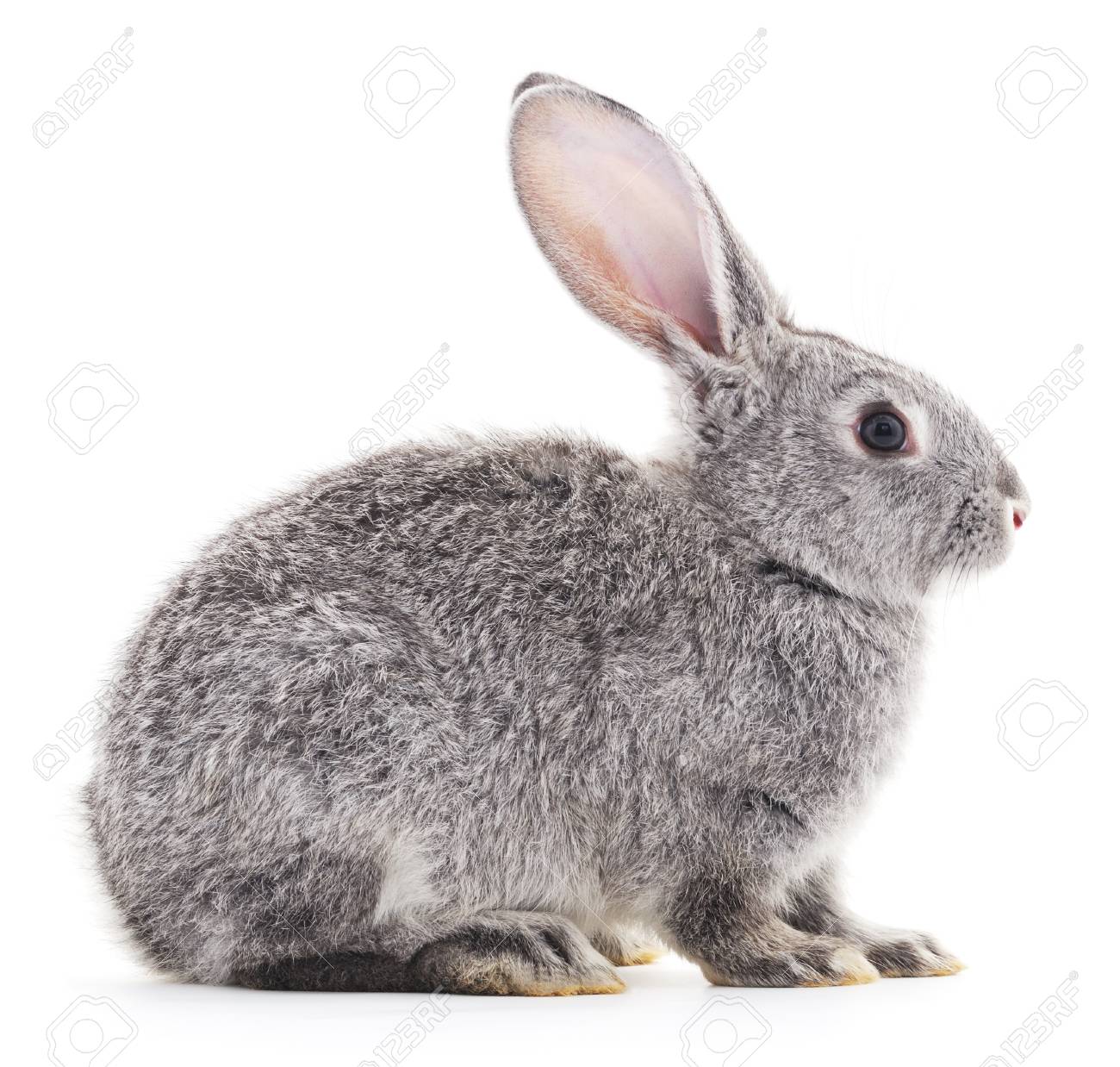 Bebe Lapin Gris Sur Un Fond Blanc Banque D Images Et Photos Libres De Droits Image