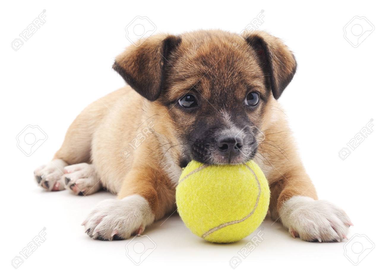 puppy ball