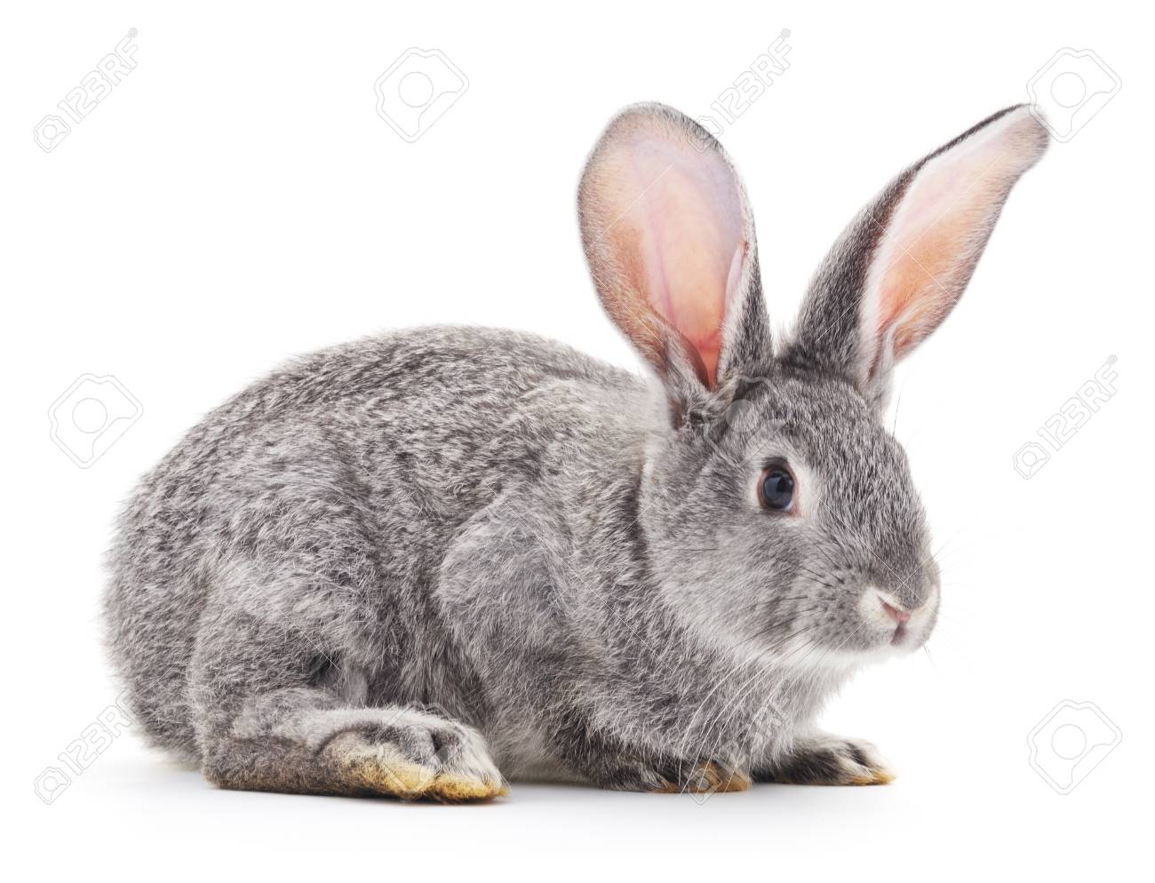 gray rabbit