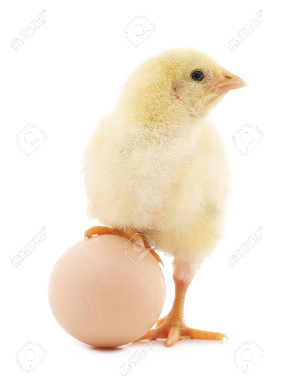 Henne Ei Auf Einem Weissen Hintergrund Lizenzfreie Fotos Bilder Und Stock Fotografie Image 53464805