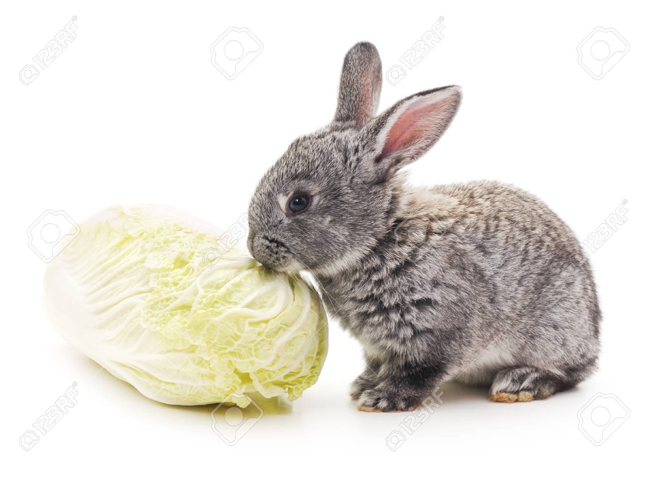 ウサギとキャベツの白い背景に分離されました の写真素材 画像素材 Image