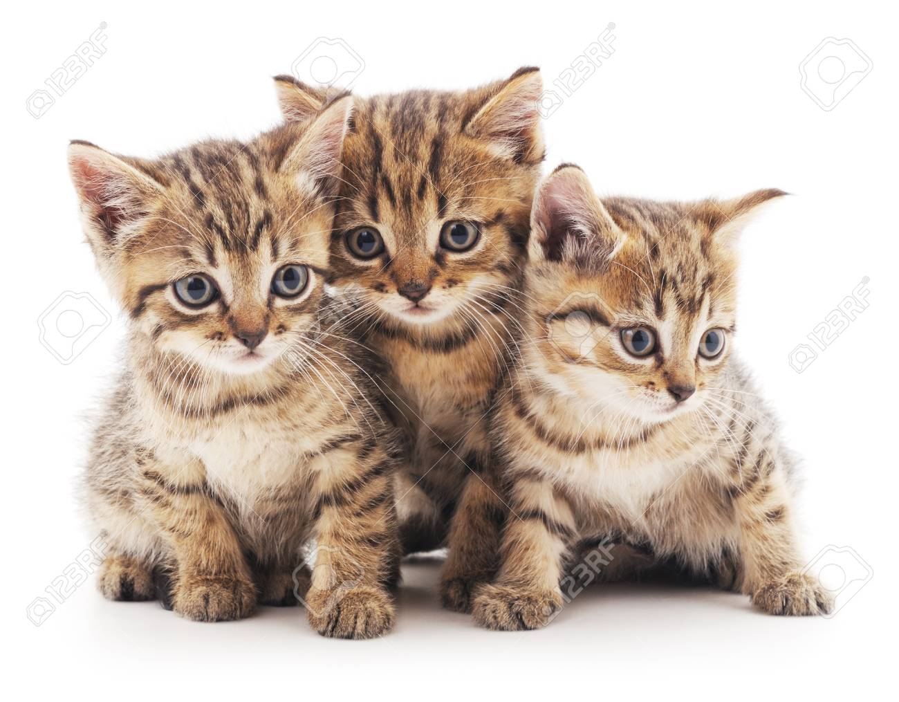 Trois Petits Chatons Isoles Sur Un Fond Blanc Banque D Images Et Photos Libres De Droits Image