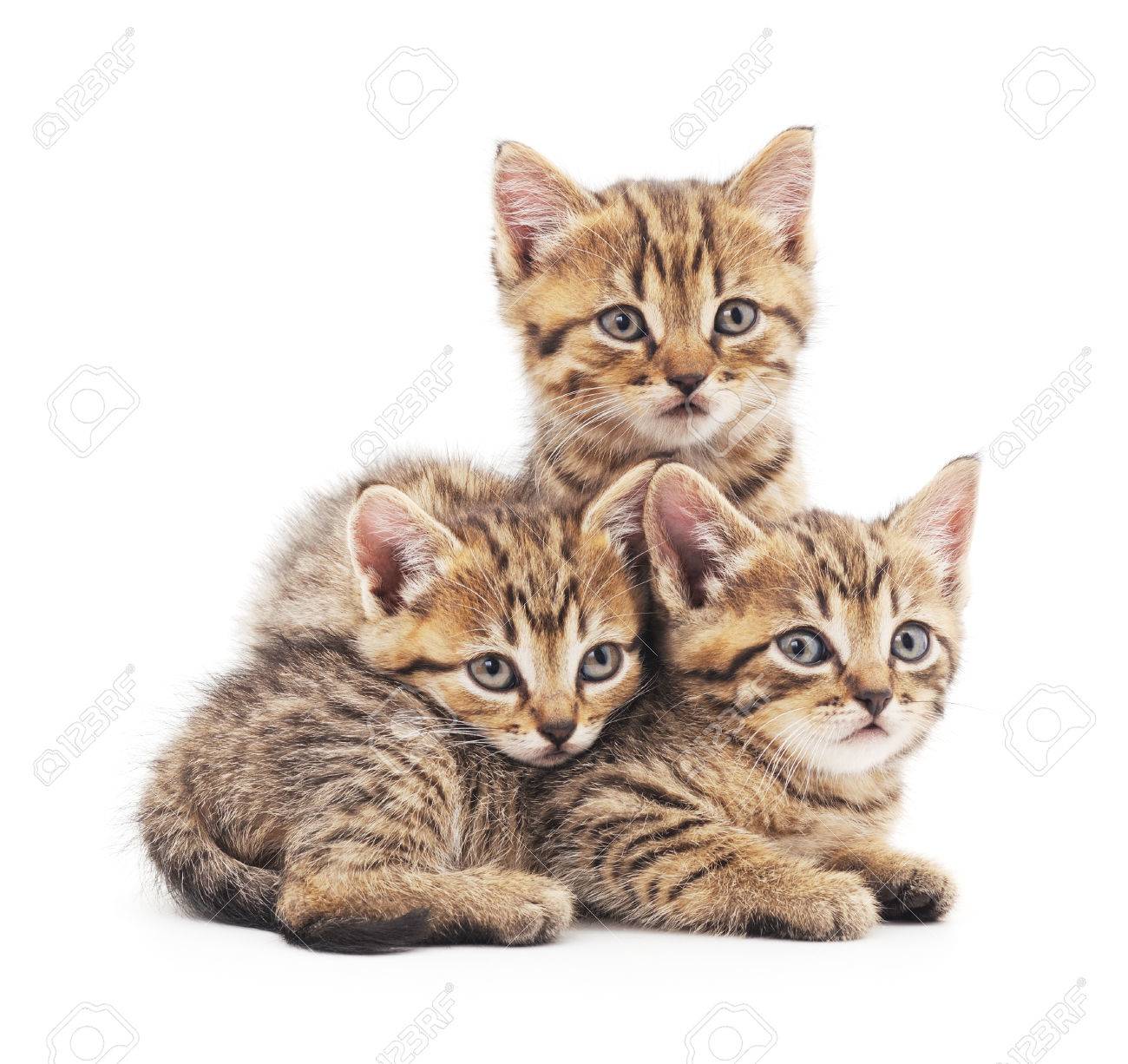 Trois Petits Chatons Isoles Sur Un Fond Blanc Banque D Images Et Photos Libres De Droits Image