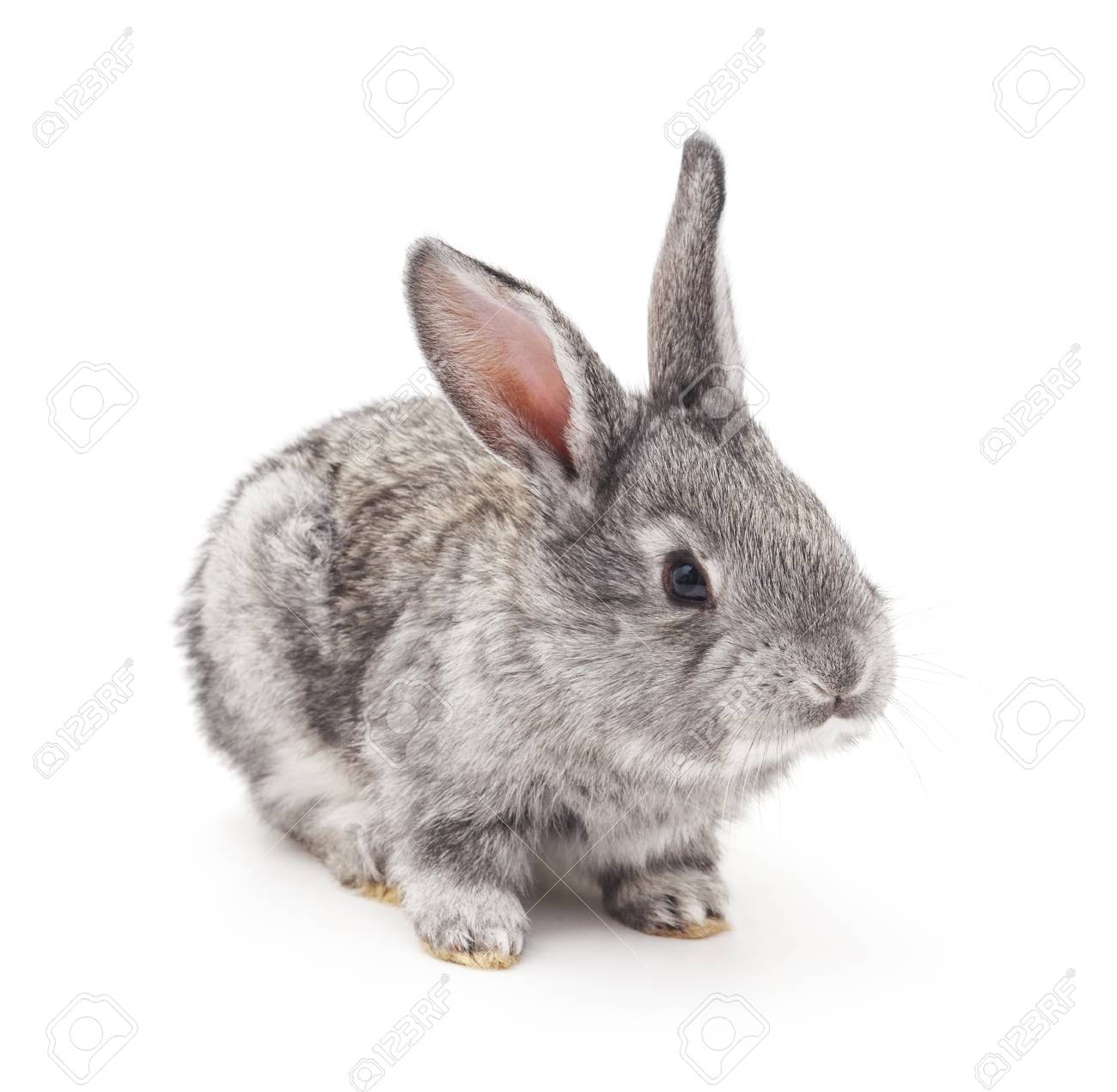 private breeder puppies near me