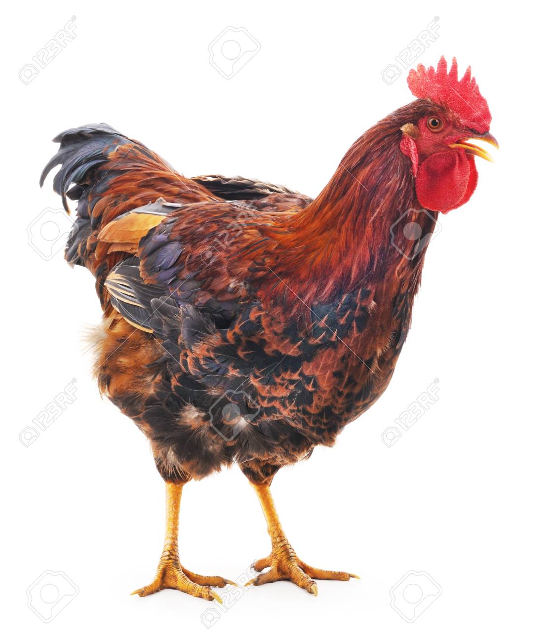 Rote Hahn Auf Einem Weissen Hintergrund Lizenzfreie Fotos Bilder Und Stock Fotografie Image 72390142