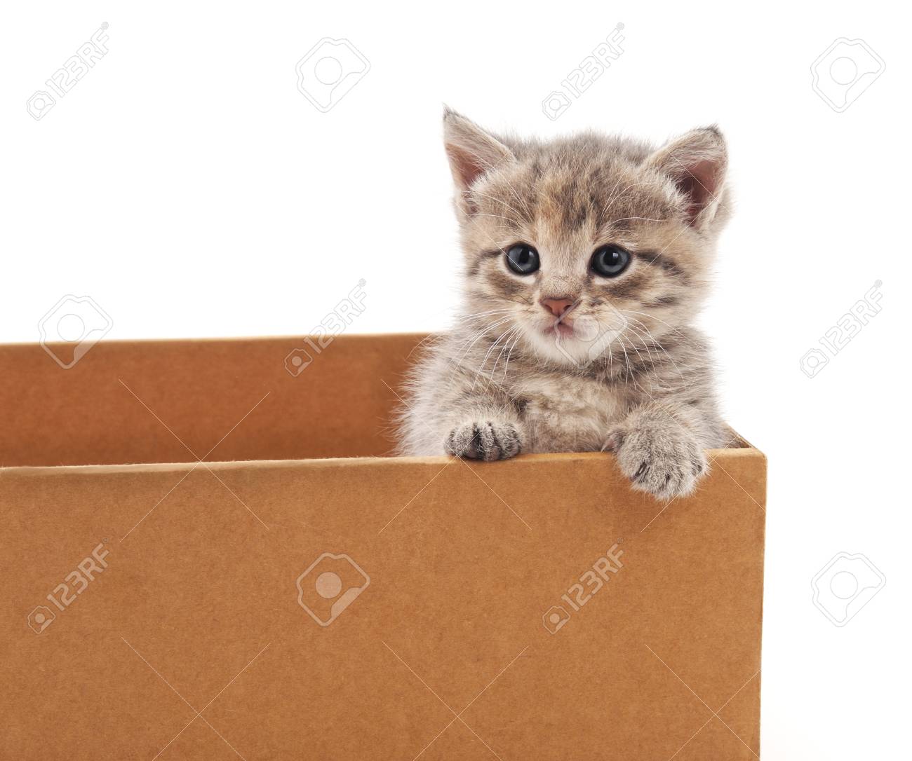 White Background. Stock Photo 