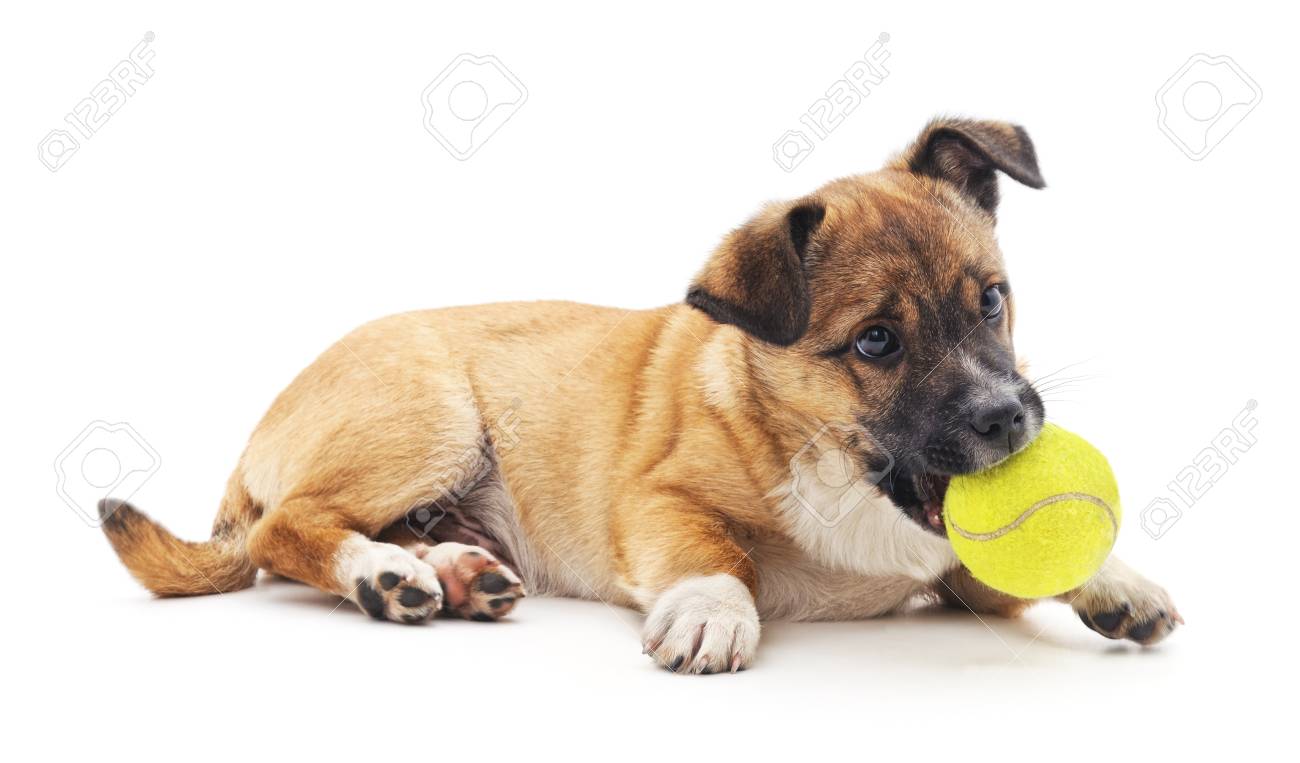 puppy with ball