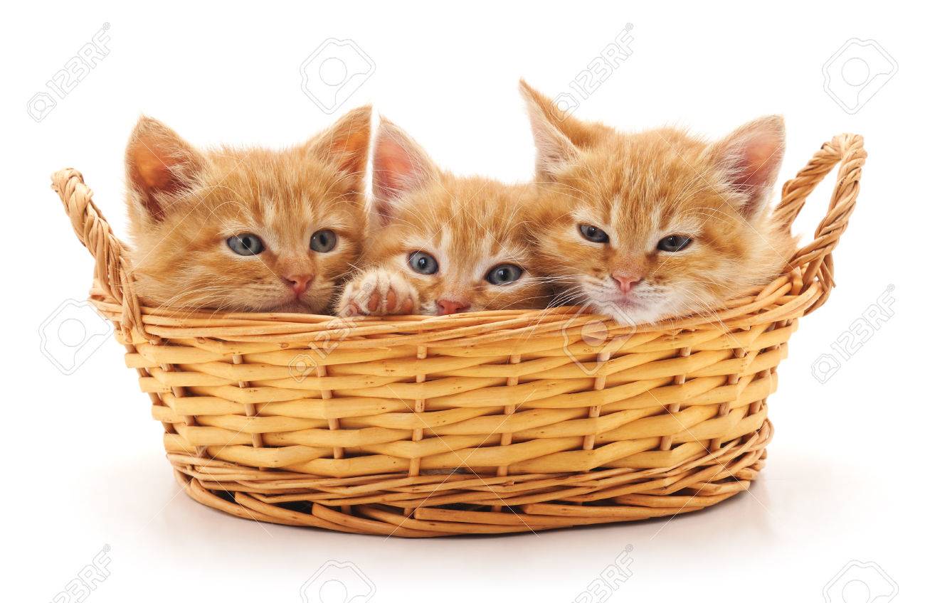 Trois Petits Chatons Dans Le Panier Isole Sur Le Fond Blanc Banque D Images Et Photos Libres De Droits Image