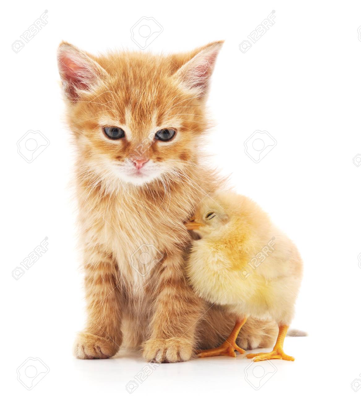 chicken kitten