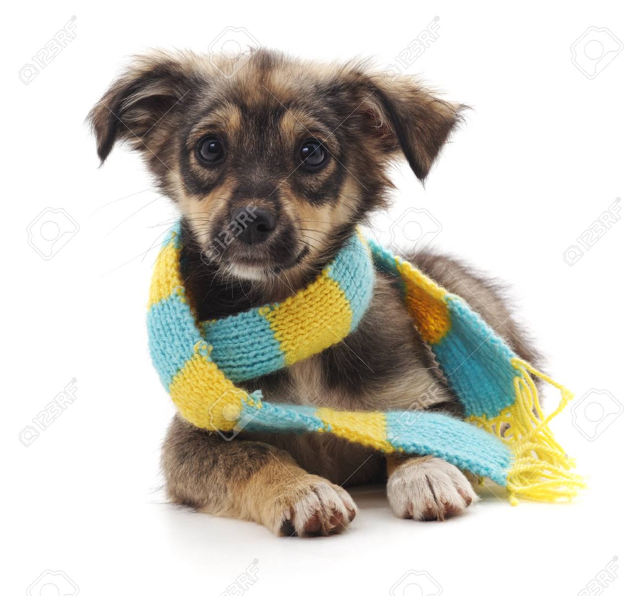 Dog in scarf Clearance