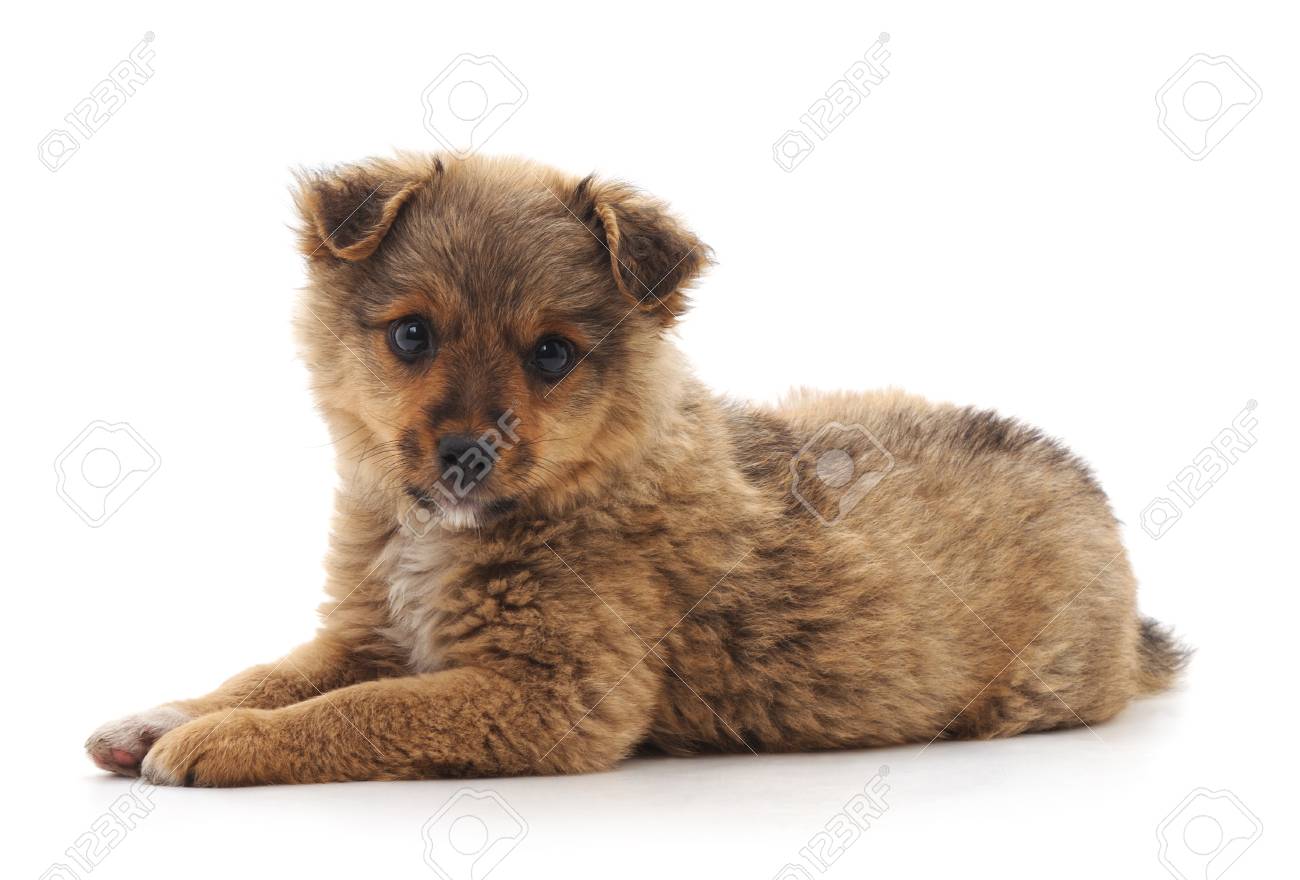 Brown Puppy Miniature