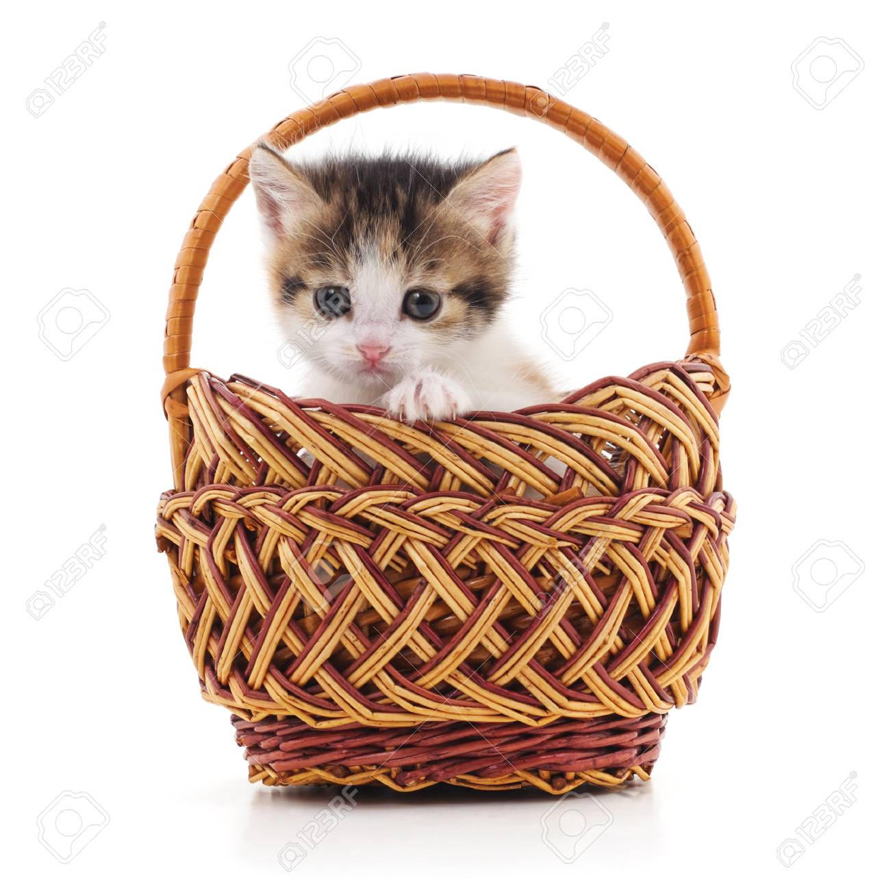 basket cats