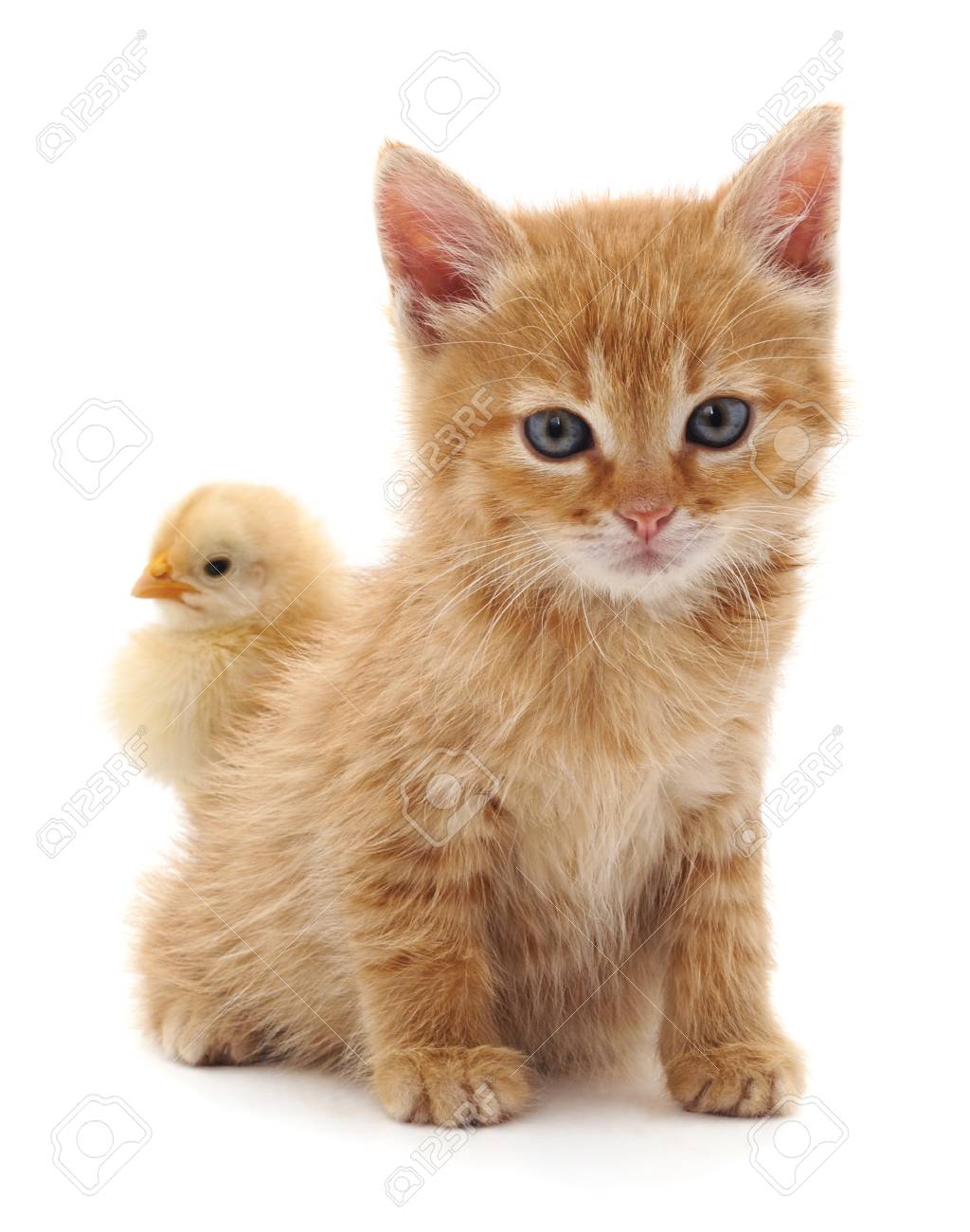 chicken kitten