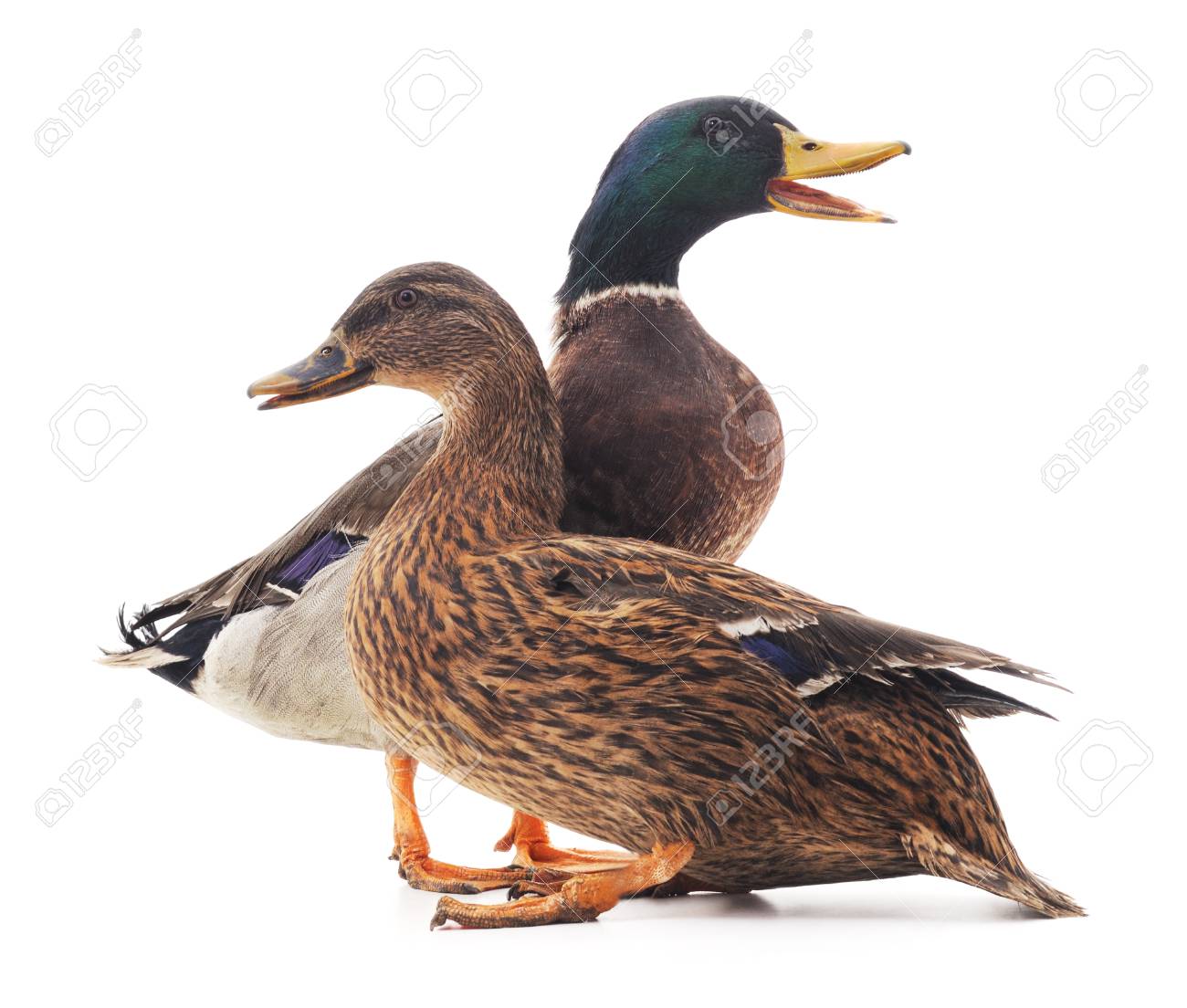 Large wild ducks isolated on a white background. - 102798967 Large wild ducks isolated on a white background. - 102798967