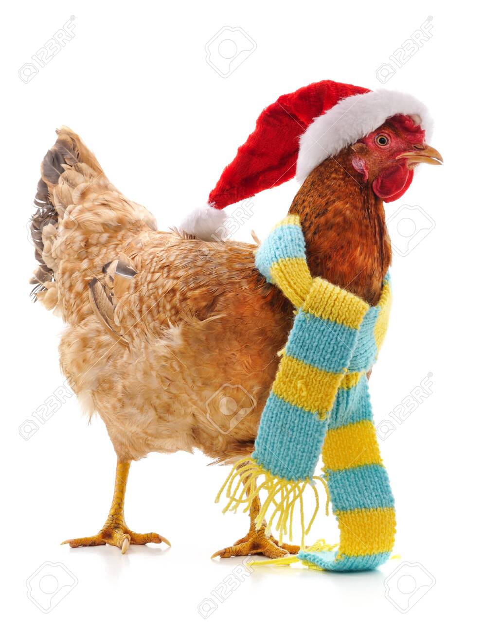Chicken with hat Clearance