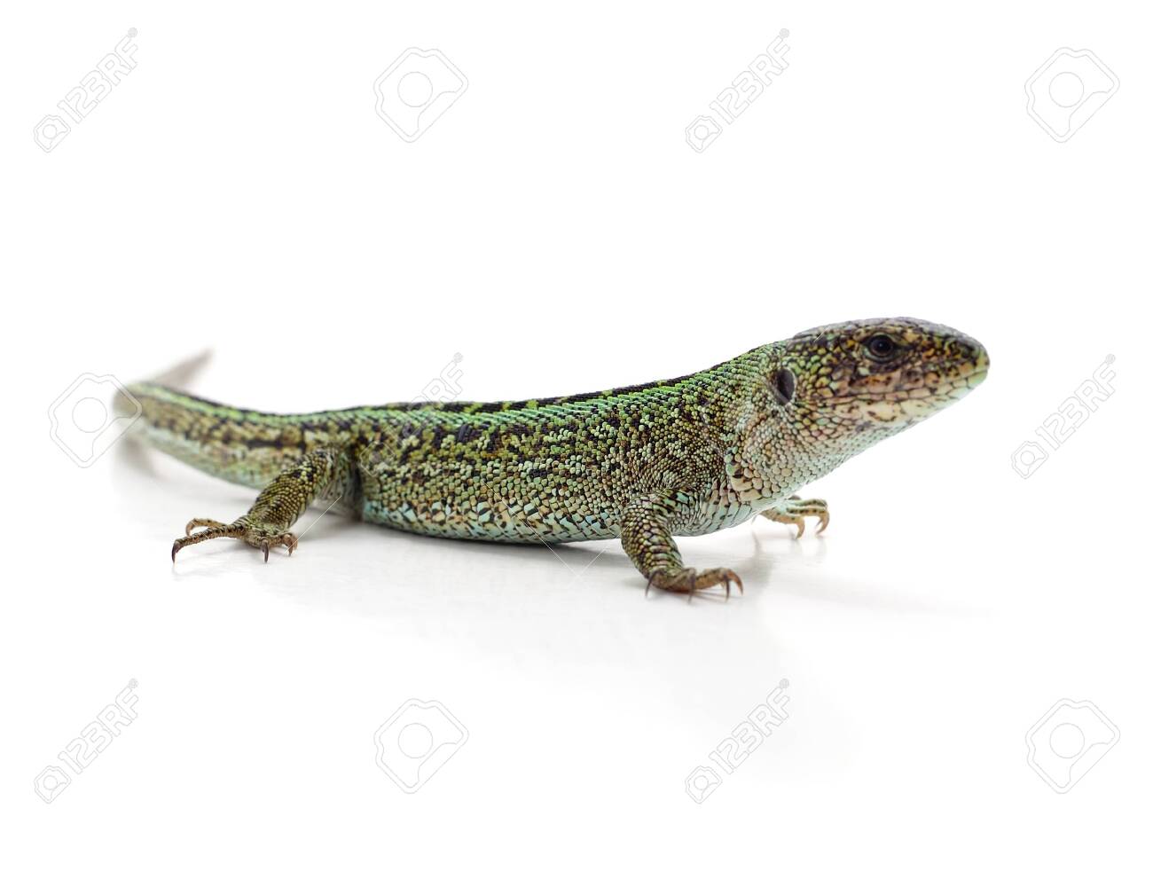 etiam-dictum-ipsum-a-felis