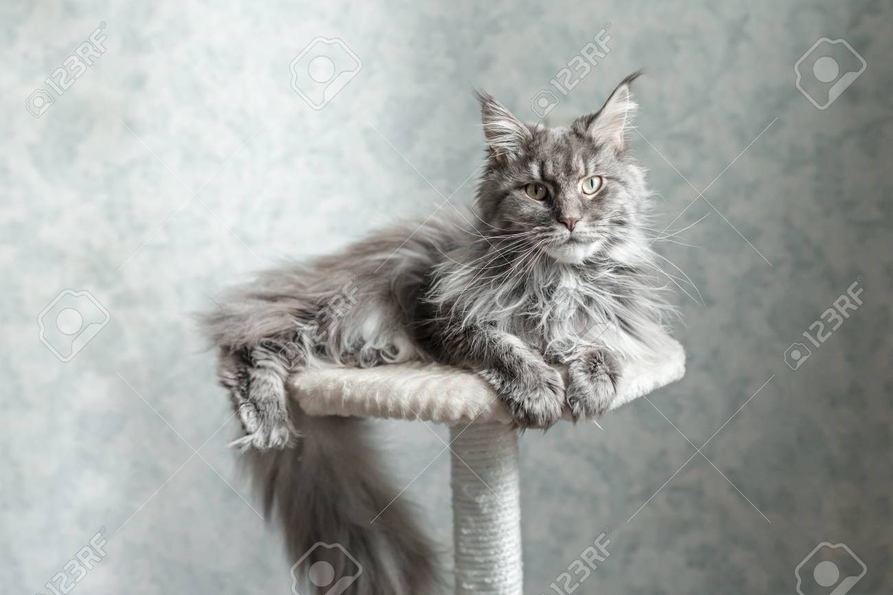 Beautiful Gray Maine Coon Cat Lying On A Stand Stock Photo Picture And Royalty Free Image Image Beautiful Gray Maine Coon Cat Lying On A Stand Stock Photo Picture And Royalty Free Image Image
