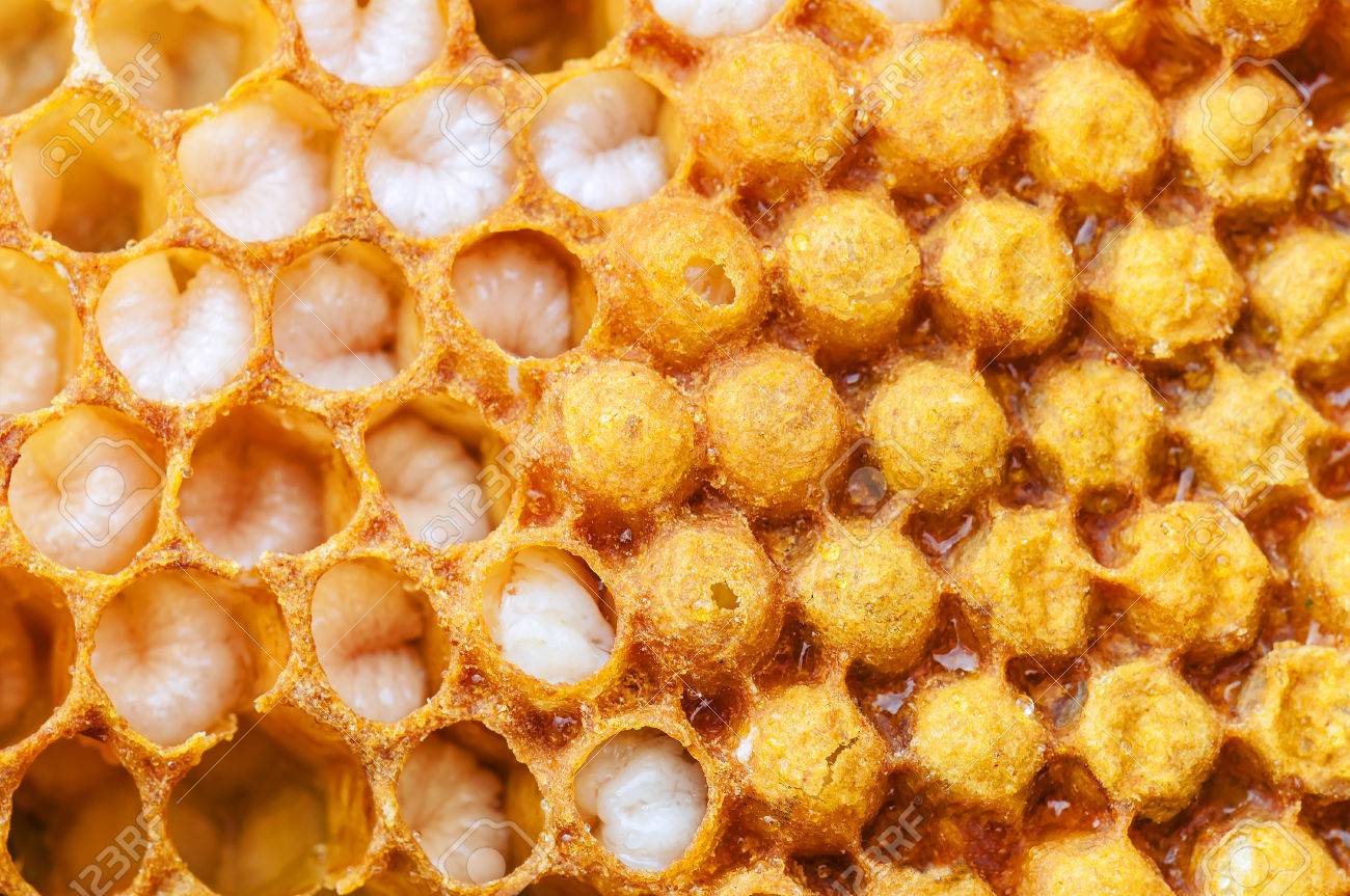 Honeycomb With Bee Larvae As A Texture Stock Photo Picture And Royalty Free Image Image 63522658