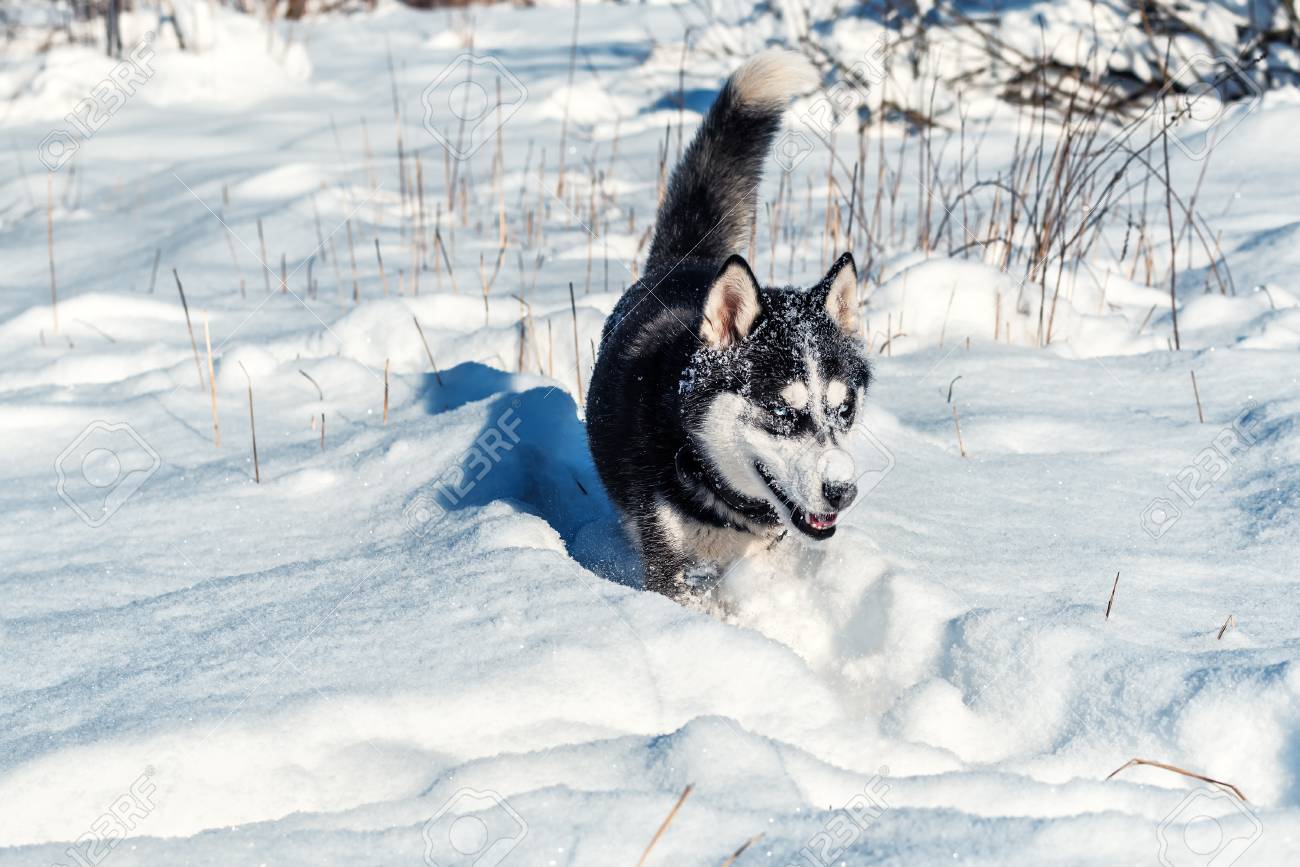 husky hunting dog