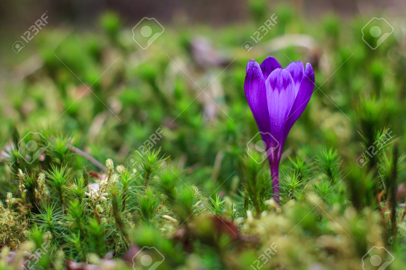 苔と乾燥した葉の間にクローズアップ咲く紫色のクロッカスの眺め 美しい最初の春の花 自然な背景 の写真素材 画像素材 Image