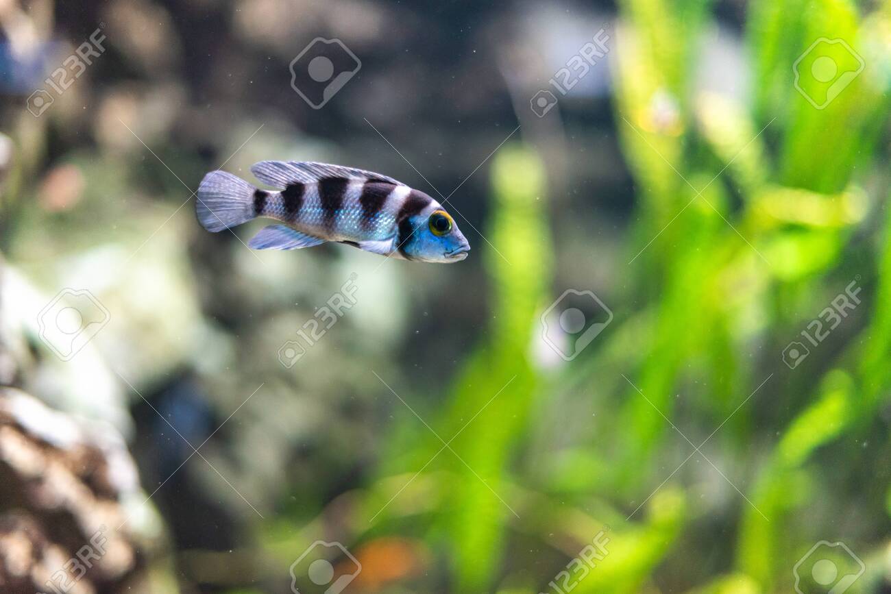 Tiger Barb Puntius Tetrazona In Aquarium Fish Zoo Green Plant Stock Photo Picture And Royalty Free Image Image