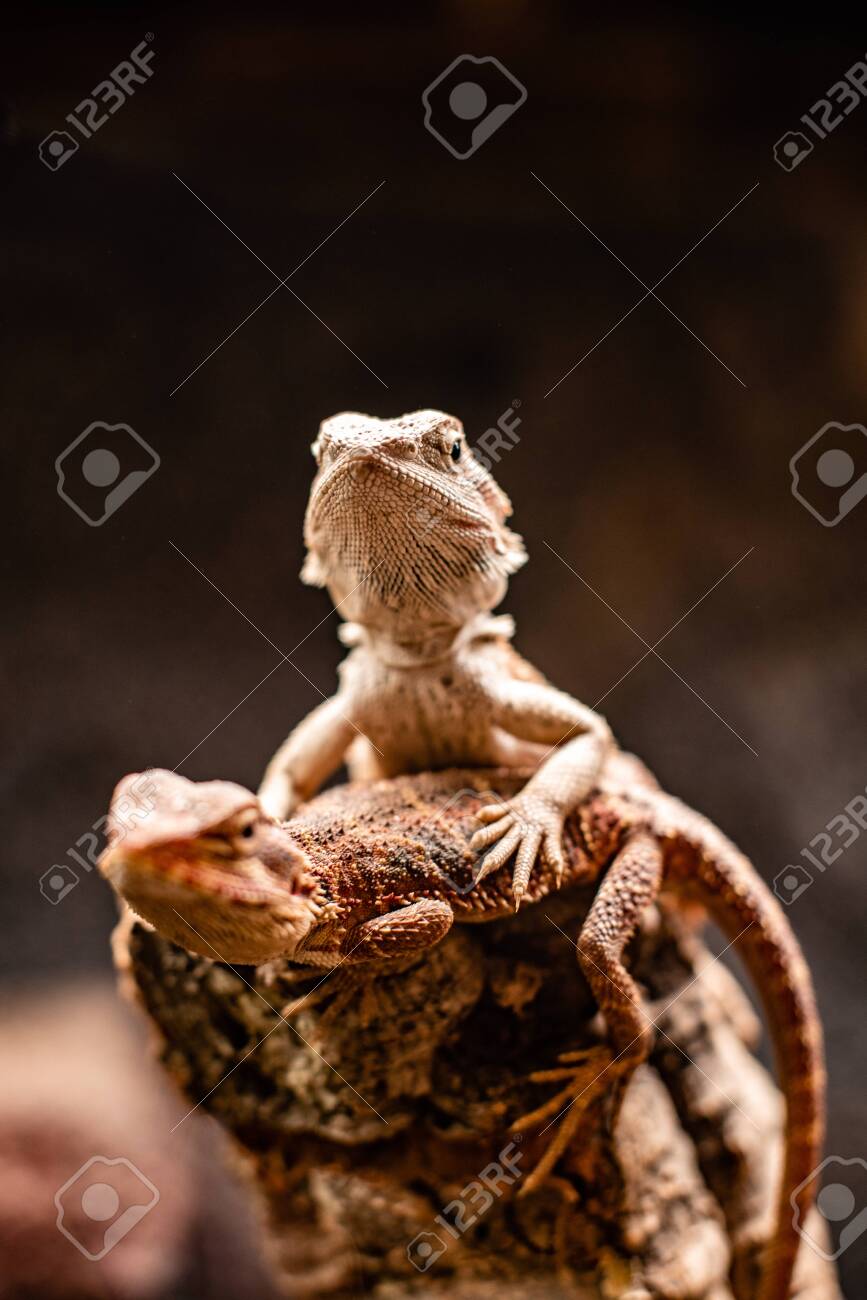 Lizard Families Together Couple Tree Rock Nature Animal Iguana Cute Sweet Stock Photo Picture And Royalty Free Image Image 138291294