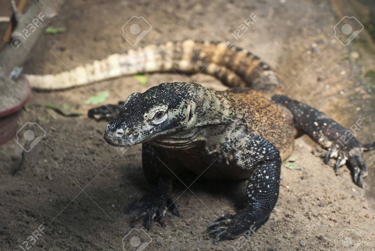 コモドドラゴン ヴァラヌス Komodoensis 世界の最も大きいトカゲ の写真素材 画像素材 Image