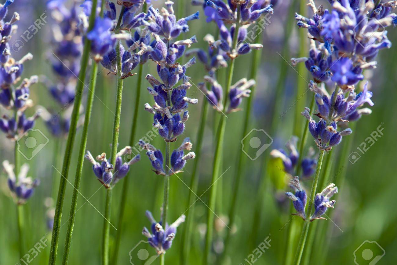 Detail of lavender flower Lavandula x intermedia - 18290627 Detail of lavender flower Lavandula x intermedia - 18290627