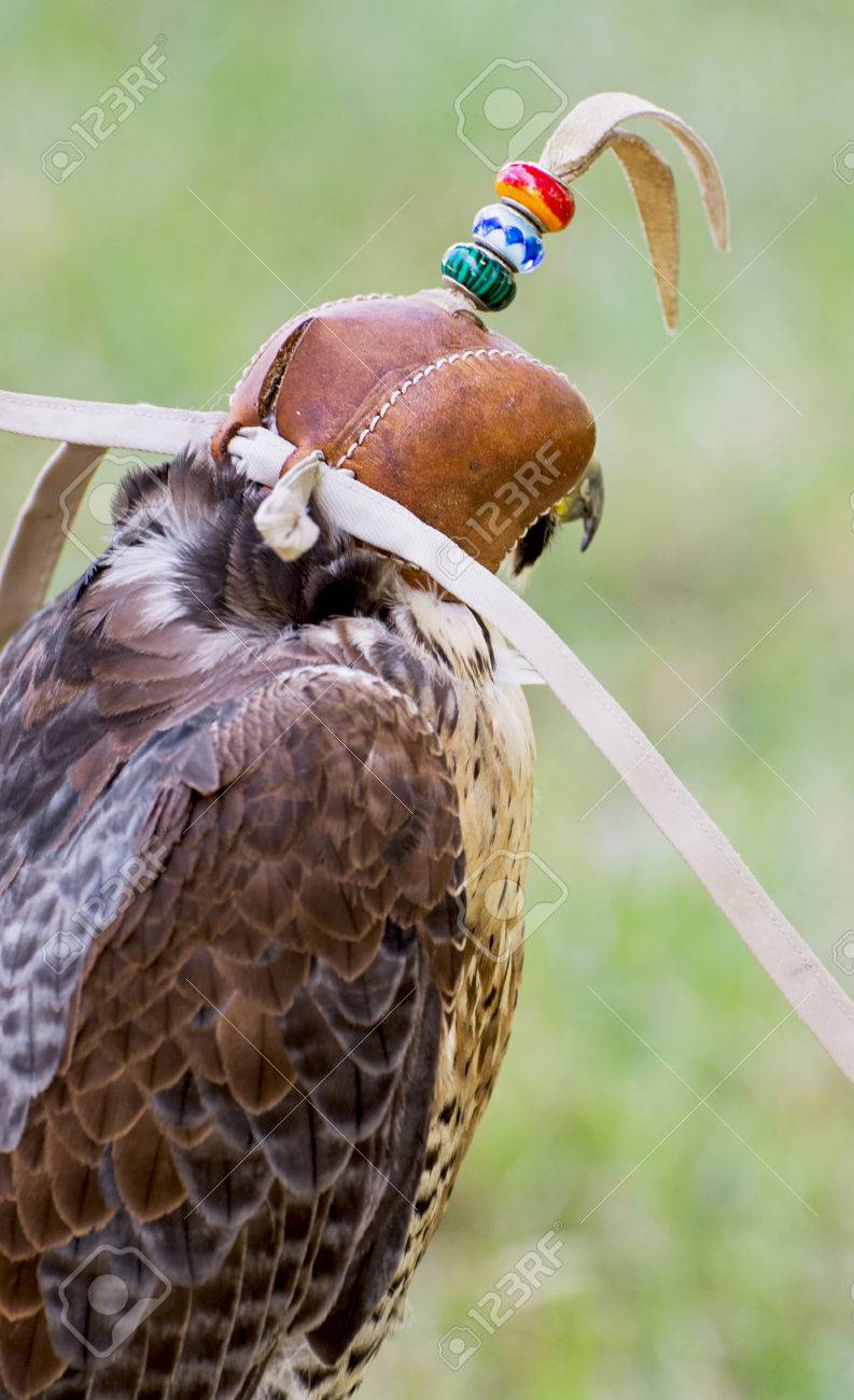 The Lanner Falcon Falco Biarmicus Is A Large Bird Of Prey That