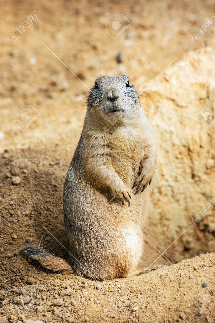 The Groundhog (Marmota Monax), Also Known As A Woodchuck, Whistle