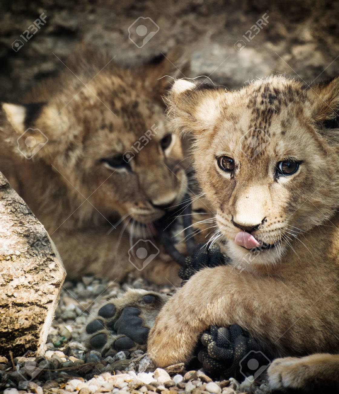 バーバリ ライオン ライオン レオ かわいいライオンの 2 匹 の写真素材 画像素材 Image