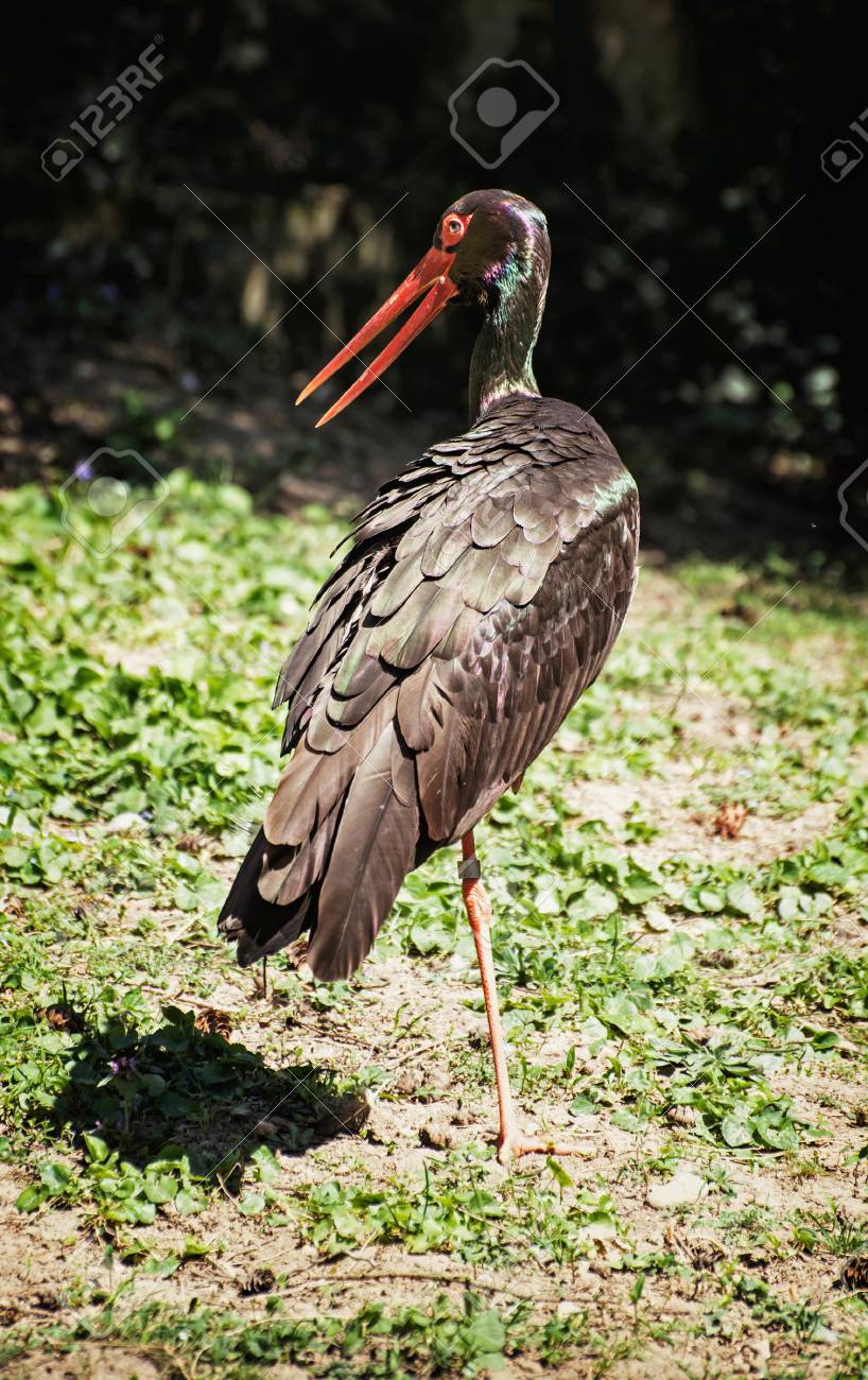 黒いこうのとり チコニア ニグラ は コウノトリの家族こうのとり類大型渉禽です 鳥のシーン 垂直方向の組成物 の写真素材 画像素材 Image 黒いこうのとり チコニア ニグラ は コウノトリの家族こうのとり類大型渉禽です 鳥のシーン 垂直方向の組成物 の写真素材 画像素材 Image