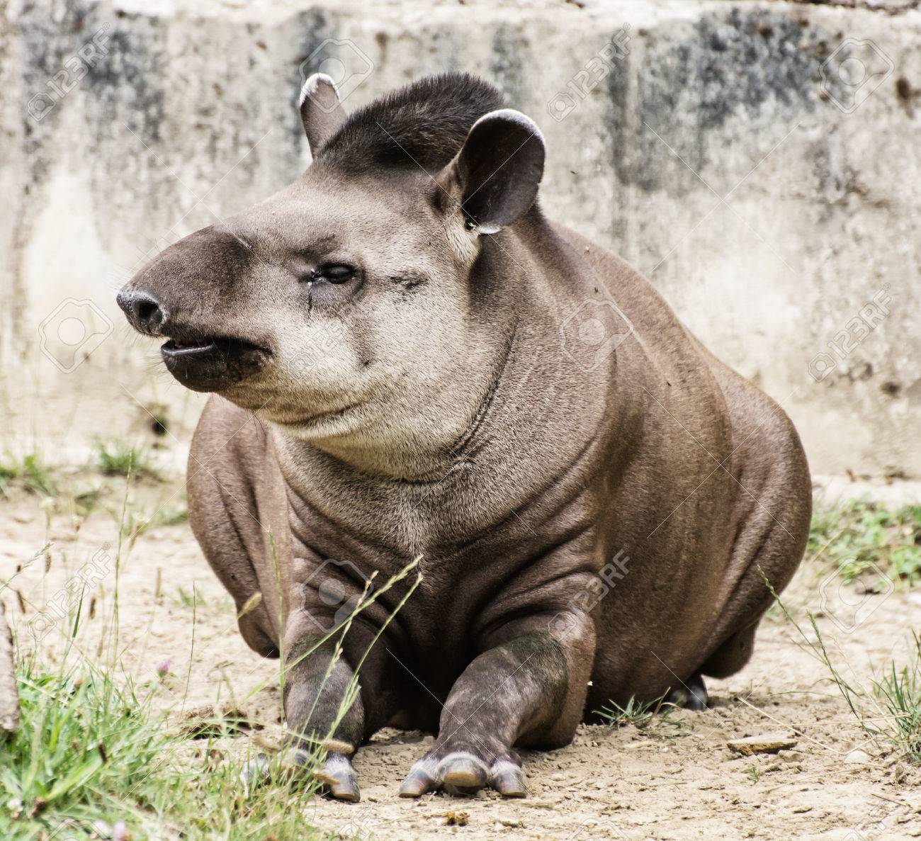 アメリカバク Tapirus ハマビシ は ブラジルのバク バクの低地としても知っています 絶滅危惧の動物種 自然の美しさ の写真素材 画像素材 Image