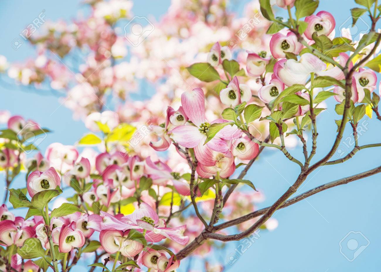Cornus フロリダ ハナミズキ ミズキ 北アメリカ東部と北メキシコ原産の草花の種であります 花木 の写真素材 画像素材 Image